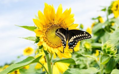 This weekend only: Free PYO sunflowers with entry