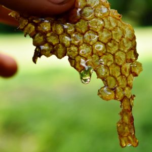 honey