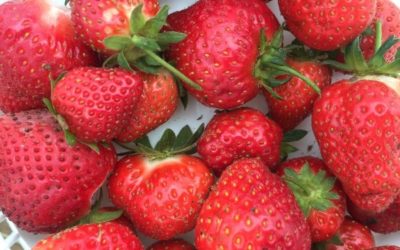 Local jams and jellies at the farm this Saturday