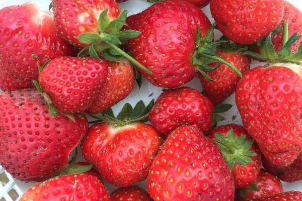 CSA Week 3: What’s in the box?