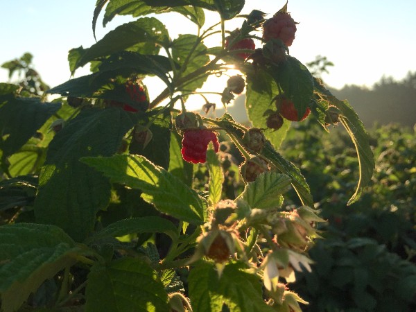 CSA Week 7: What’s in the box?