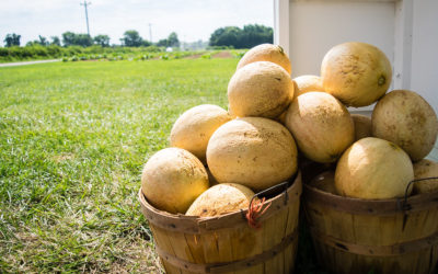 Food Bank hopes to grow Snead’s Farm partnership in 2024