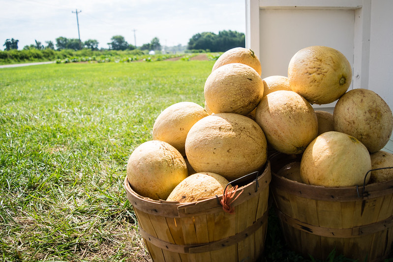 Food Bank hopes to grow Snead’s Farm partnership in 2024