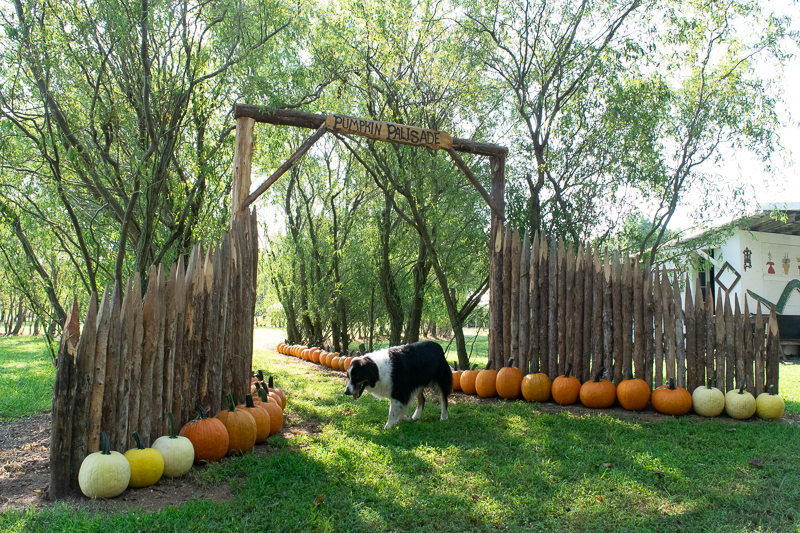 Fall Heirloom Pumpkin Picking at Snead’s Farm
