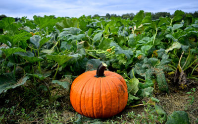 Snead’s Farm 2025 Fall Festival