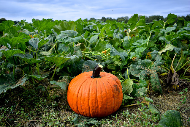 Snead’s Farm 2024 Fall Festival