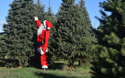 Christmas Tree Sales Start Nov. 22