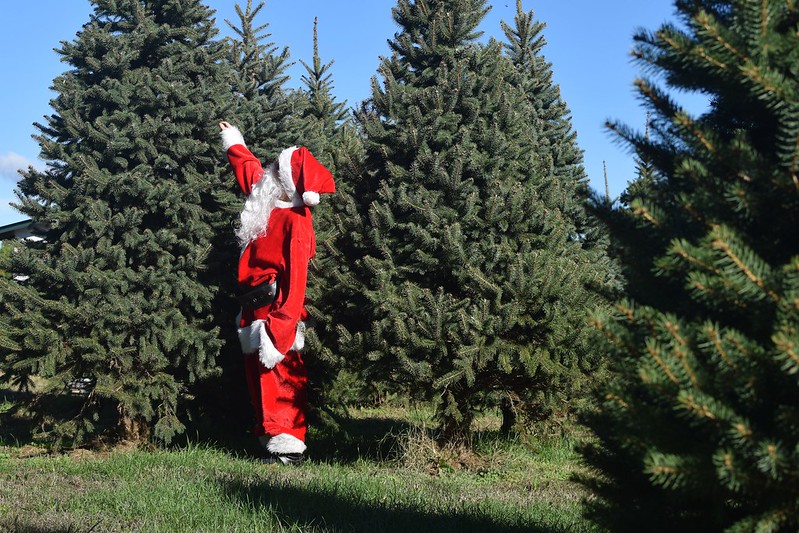 Farm opens for Christmas tree season Nov. 24