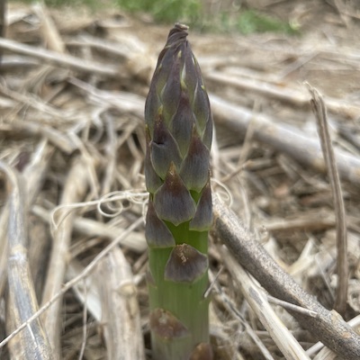 asparagus