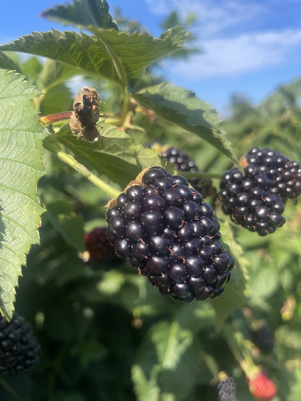 Blackberries at Snead's Farm