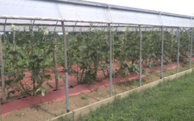 Tall tunnels extend the harvest