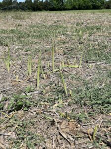 asparagus field at Snead's Farm