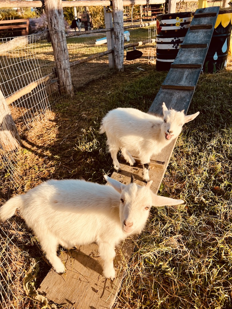 baby goats
