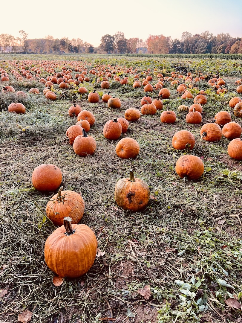 pumpkins