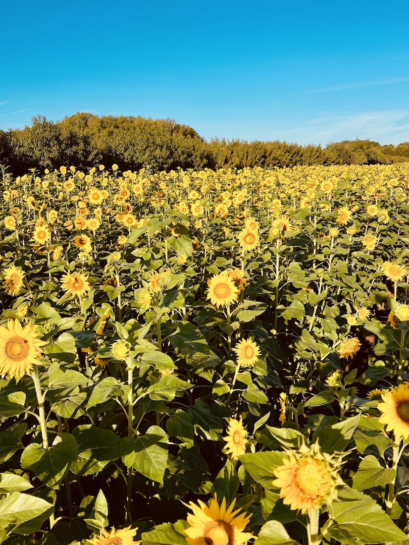 pick-your-own sunflowers