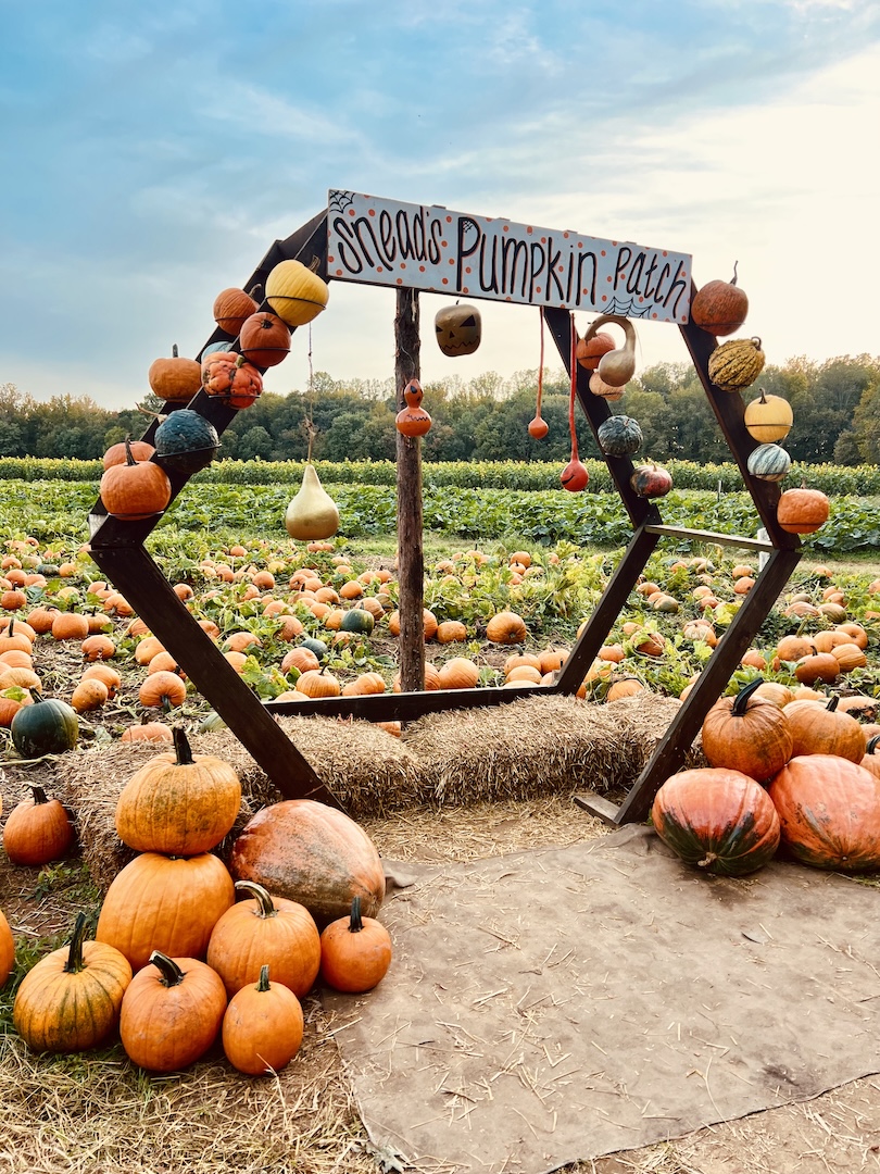 pumpkin arch