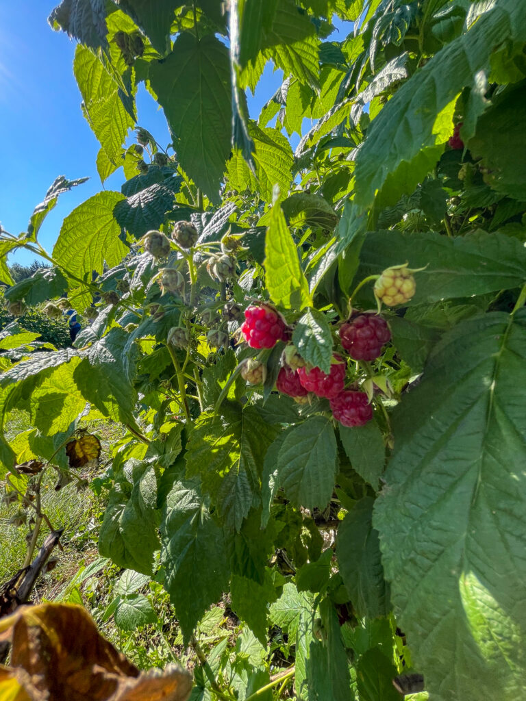 Snead's Farm raspberries